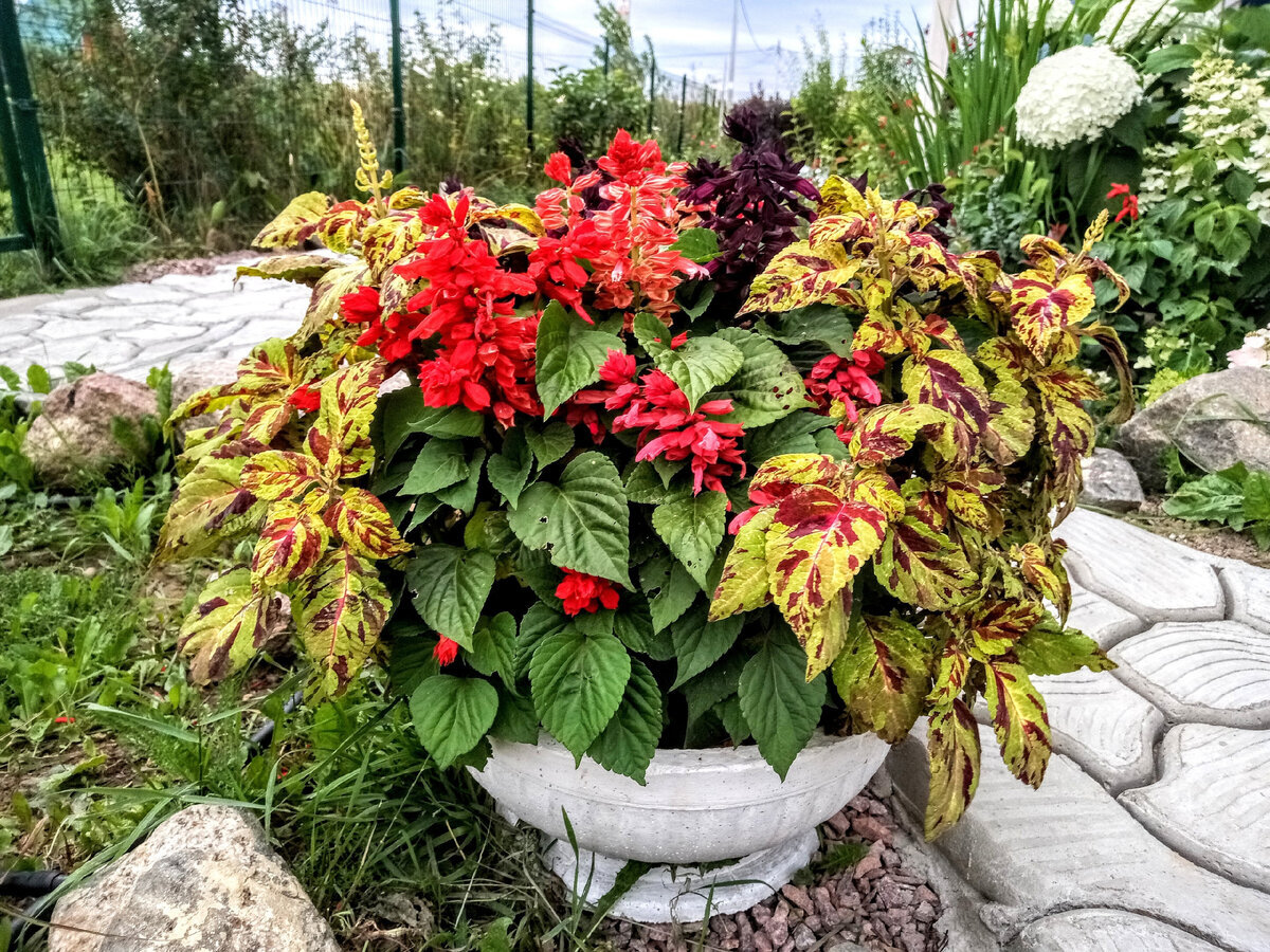 Сезон -2021 в садовых вазонах и кашпо