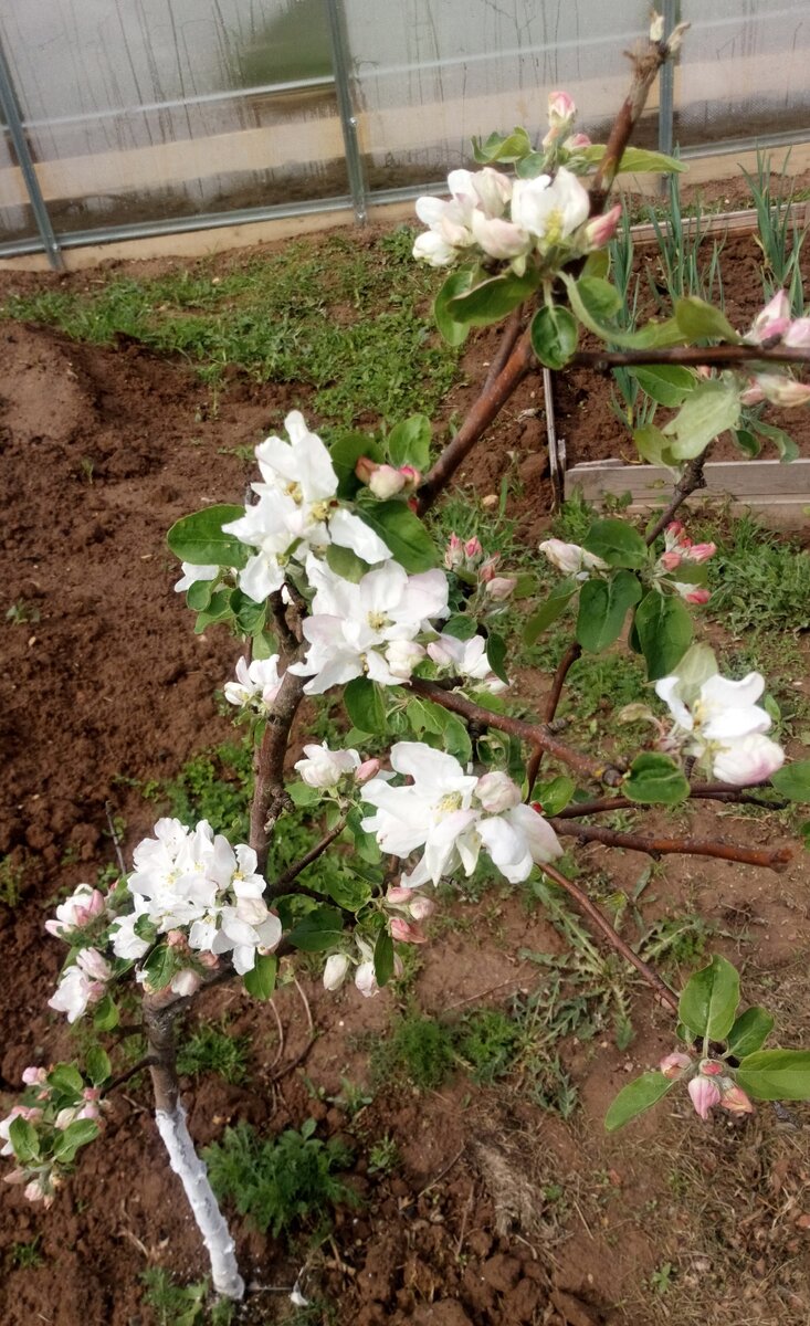 Карликовая яблоня, фото автора