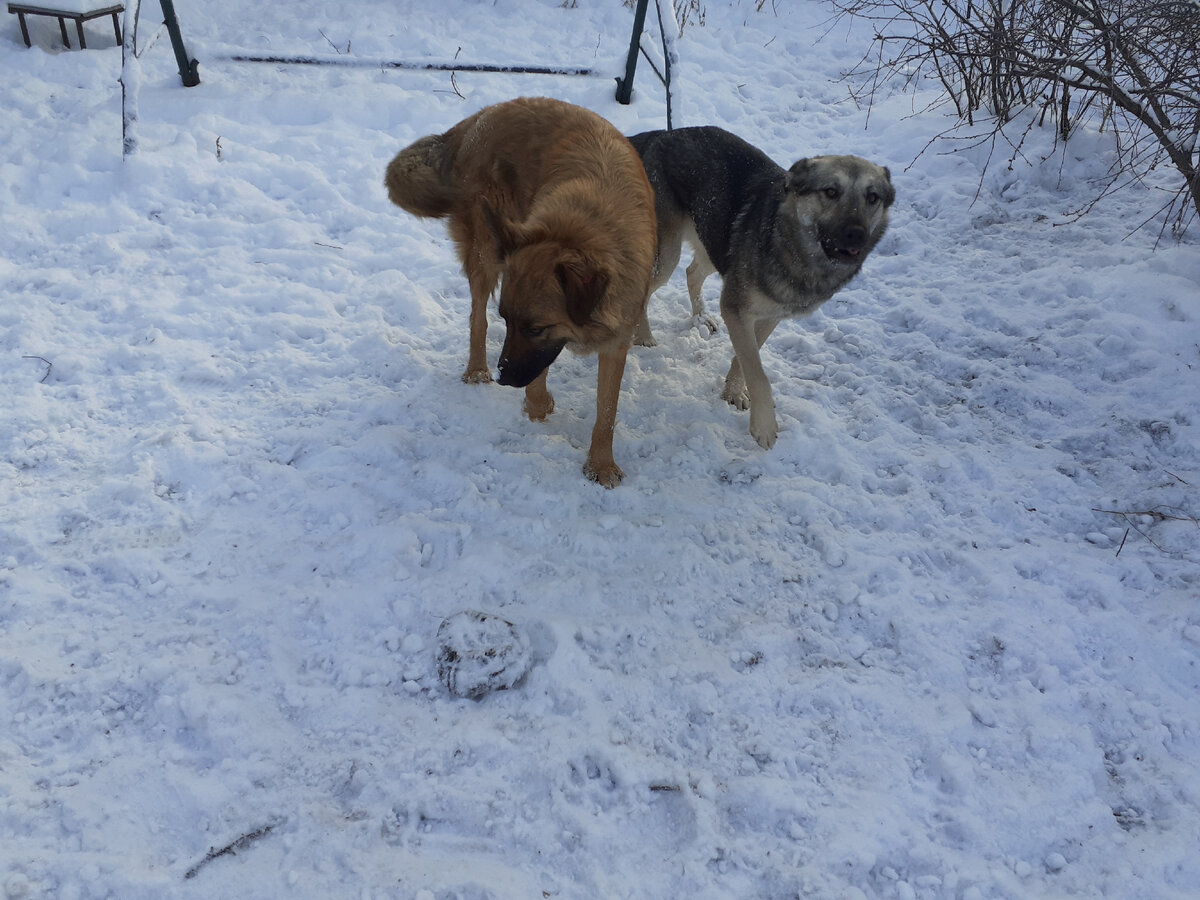 Лиска и Волчек (Клёпа и Дымка)  на прогулке.))) Они всегда вместе.)))