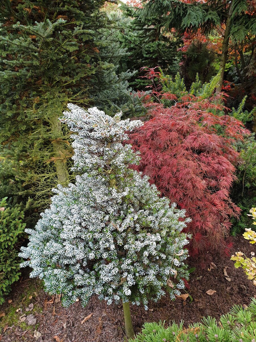 Abies koreana 'Kohout’s Icebreaker'. Фото Е. Мумриной. ЛИСТАЙТЕ - далее 10 фото сортов пихт.