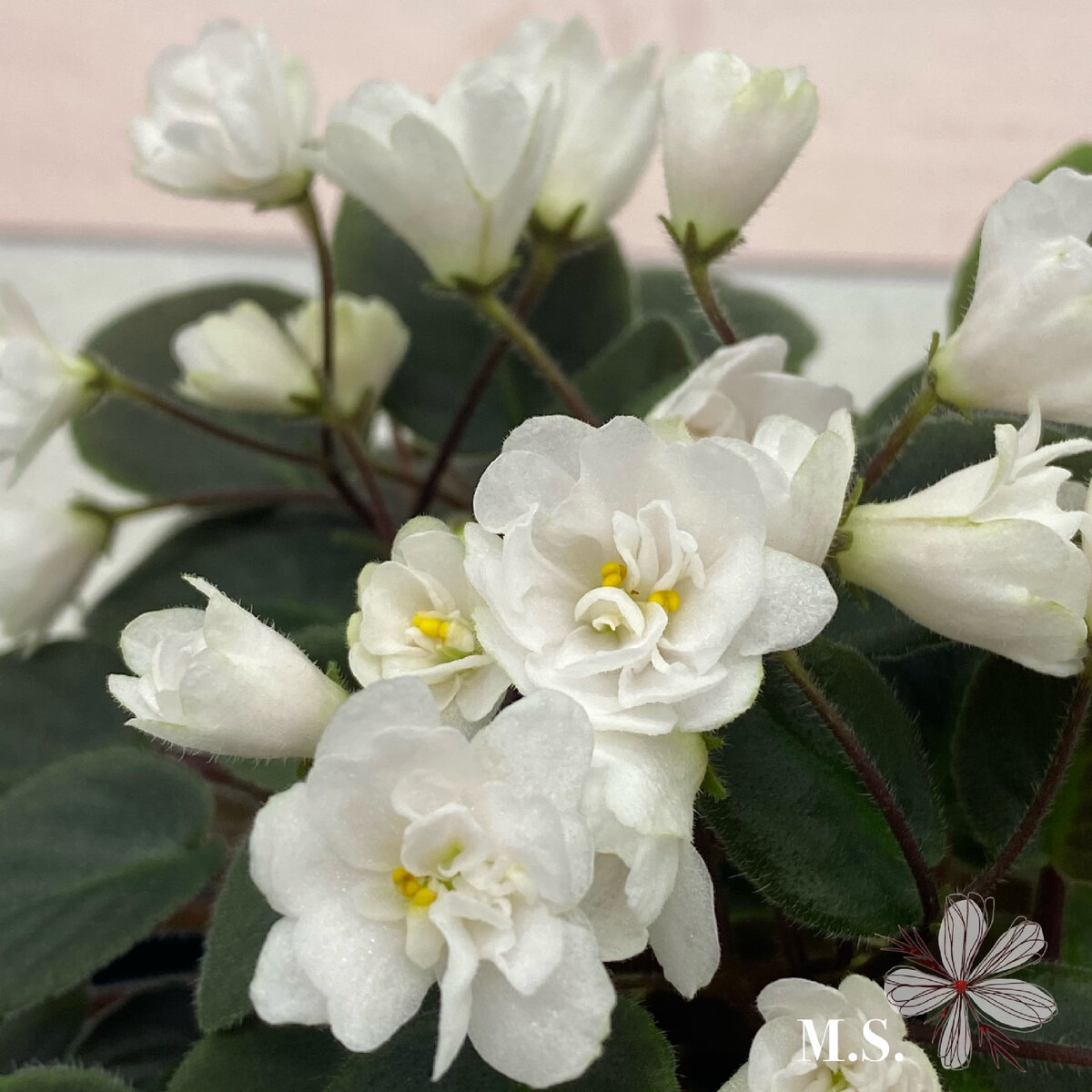 ЛЕ-Жемчужинка (Лебецкая) 2018 - FloraPiter.Ru коллекционные ФИАЛКИ из Санкт-Пете
