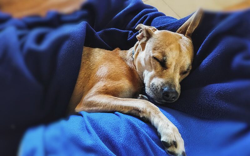 Цвет настроения синий: опросы свидетельствуют, что собаки могут страдать от сезонного аффективного расстройства не меньше людей. Фото Vane Monte/Pixabay 