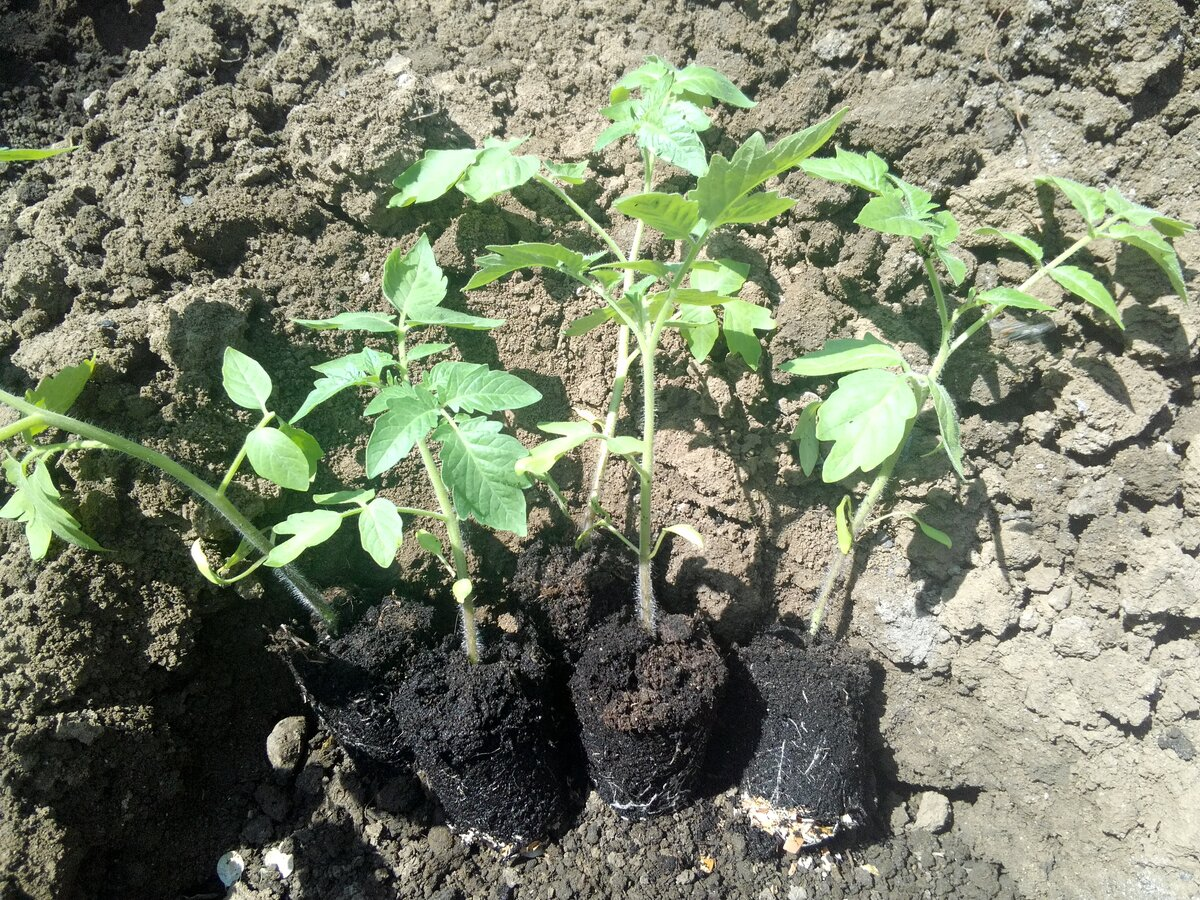 Добавьте описание