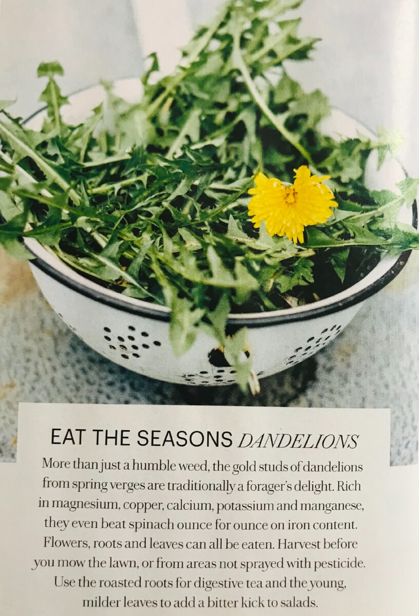 Одуванчики для витаминов. Фотография из журнала «Деревенская жизнь». 