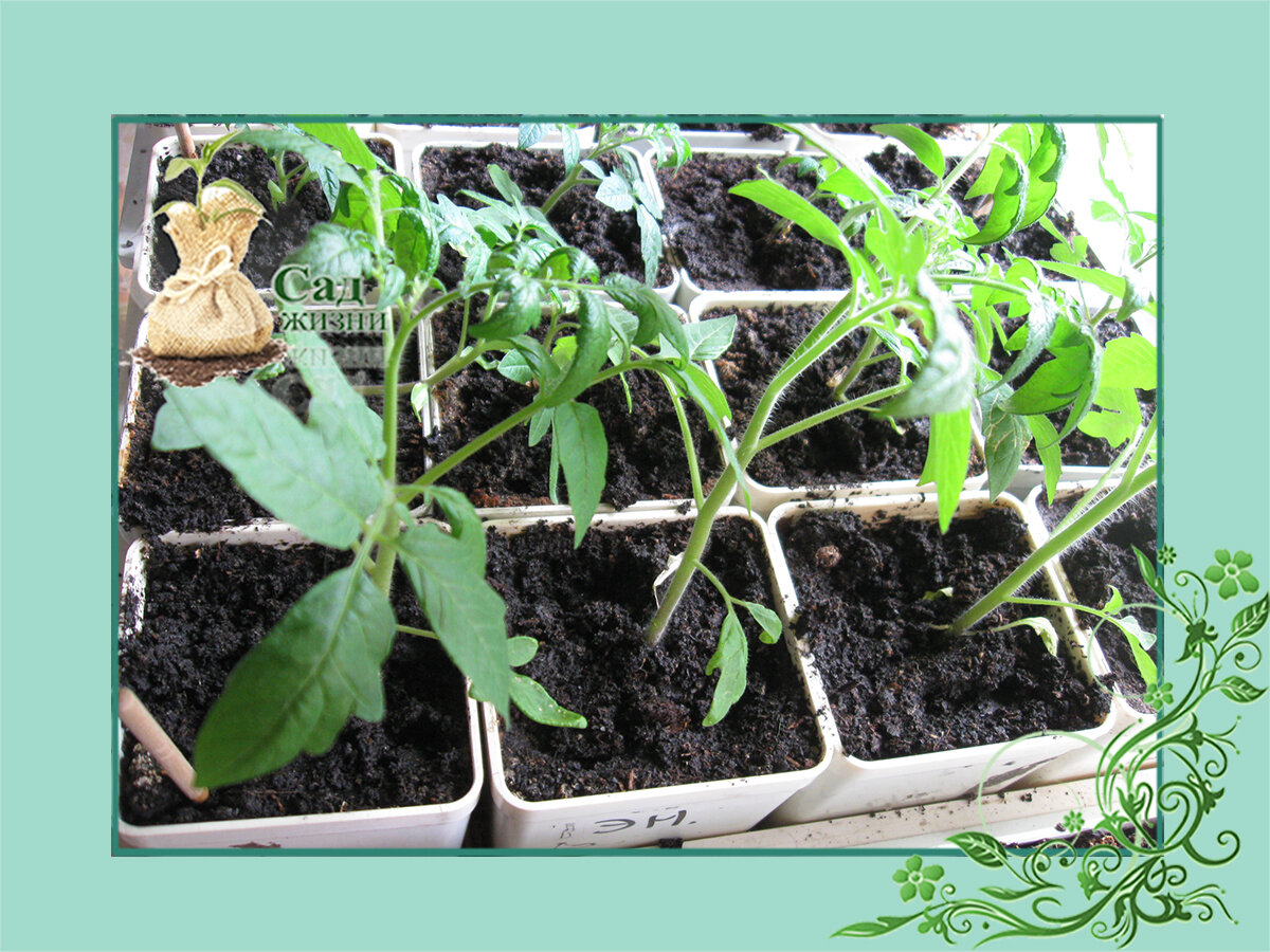 Третья проблема: Заболевания рассады