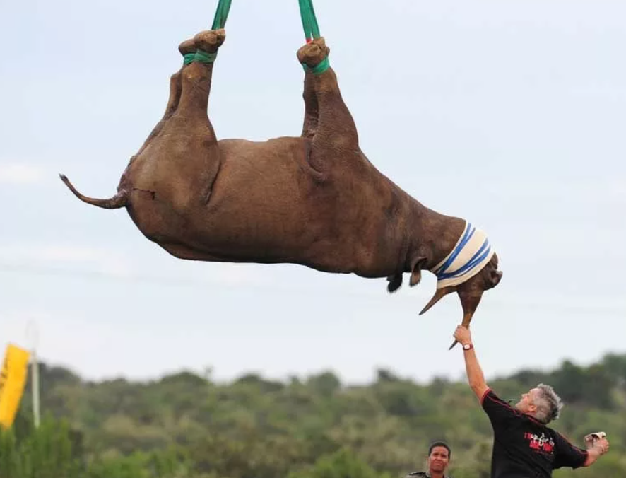 перевозят обезболенного носорога вверх ногами по воздуху.
