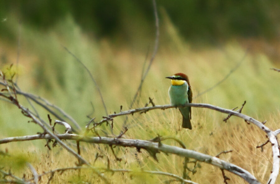 Первая встреча с золотистой щуркой.