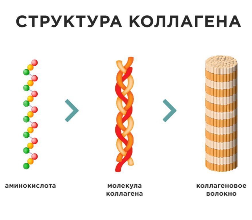 Коллаген проект по биологии