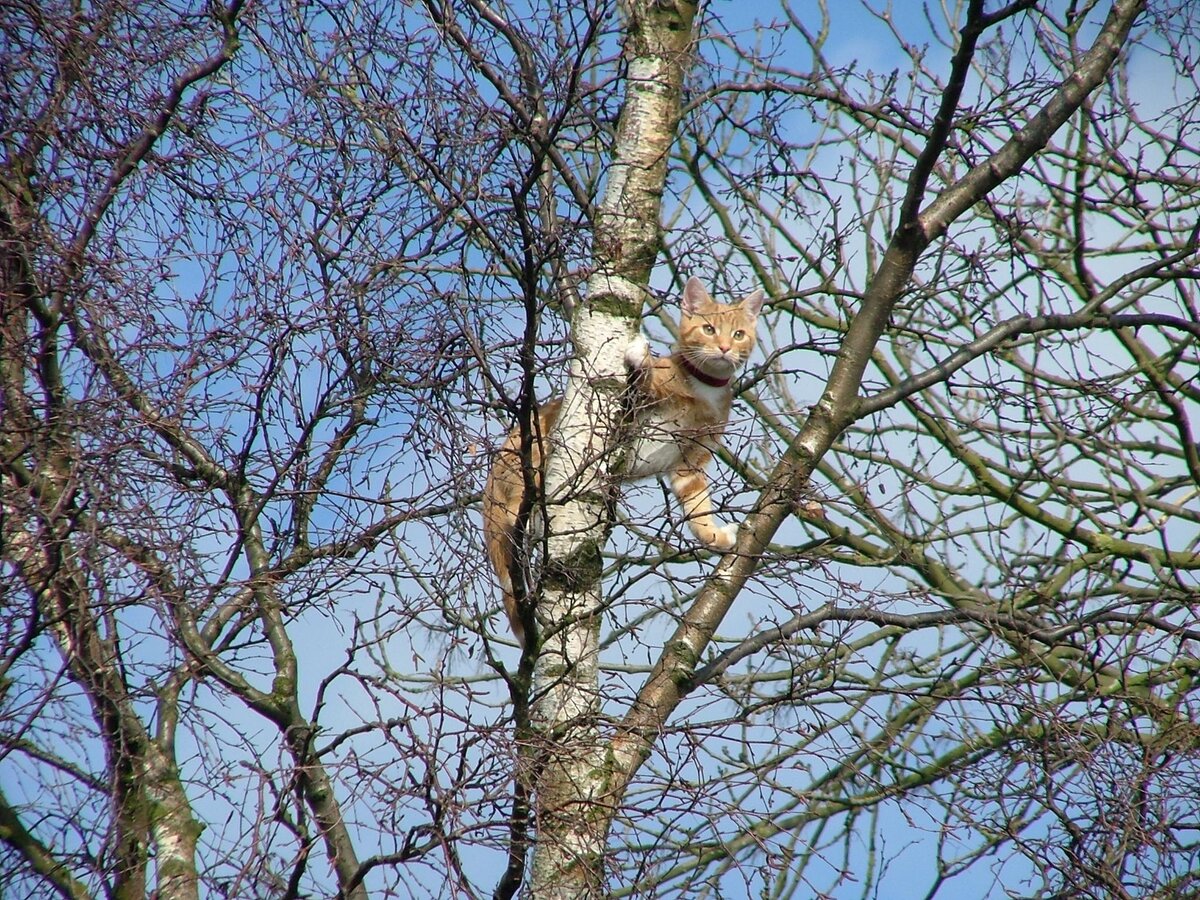 Кошка застряла на дереве
