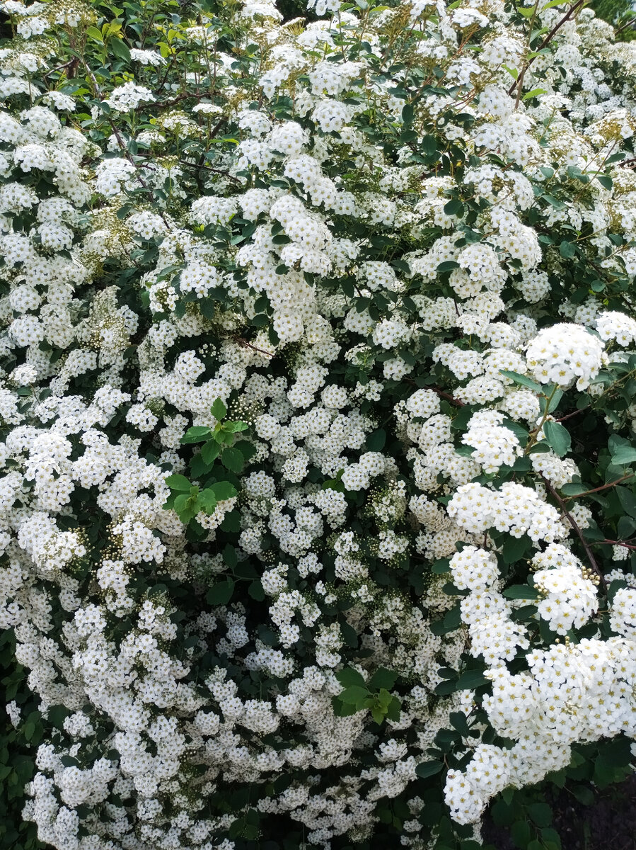 Фото автора. Красота!