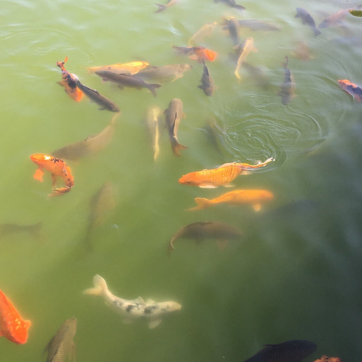 Рыбки в Sueno Golf