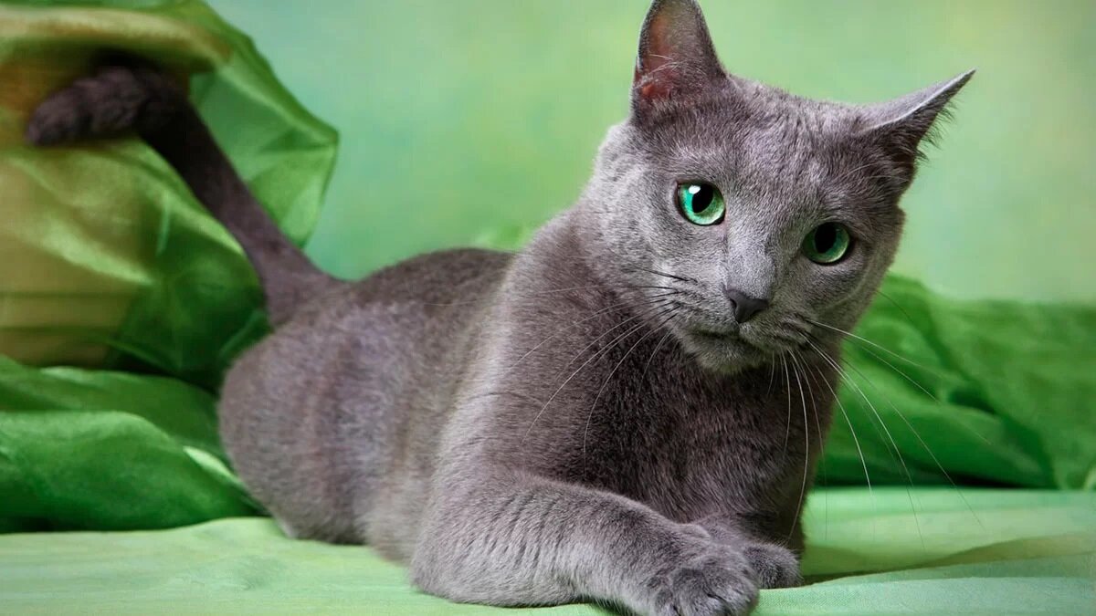 Любовь к общению с людьми