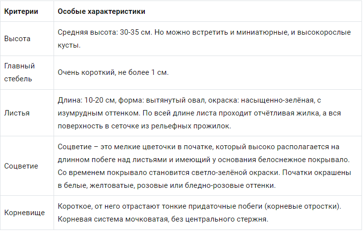 Алоэ на самом деле опасное: 11 комнатных растений, которые нельзя держать дома