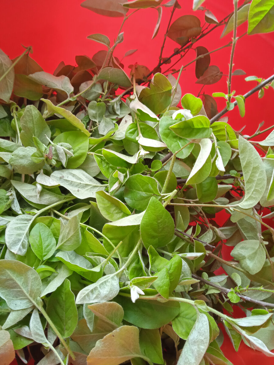 Листья айвы, я срезала поросль