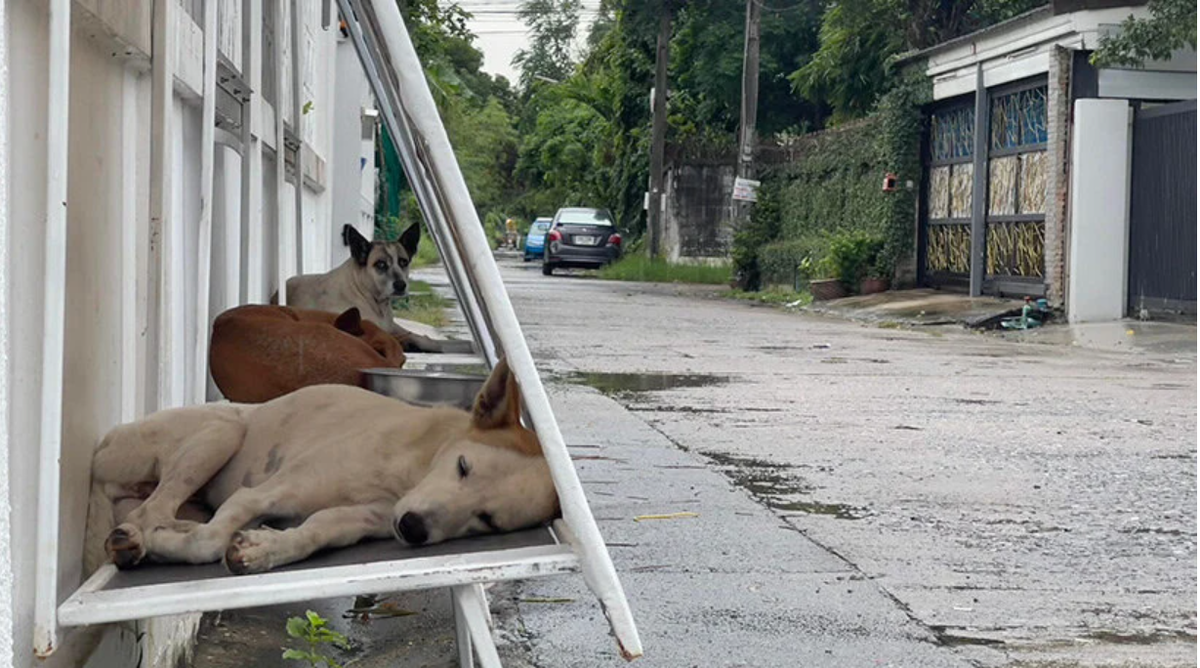  Stand for Strays
