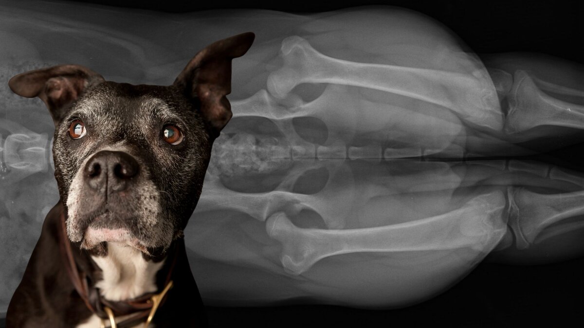 Рентген собаки показывает двустороннюю дисплазию тазобедренного сустава