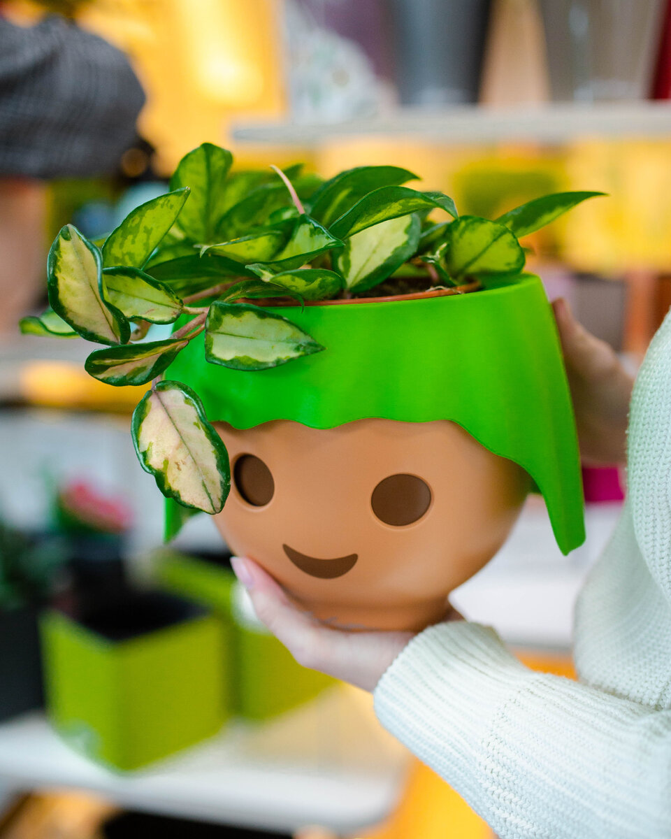 Период адаптации для растения - это время, когда растение привыкает к новым условиям содержания.