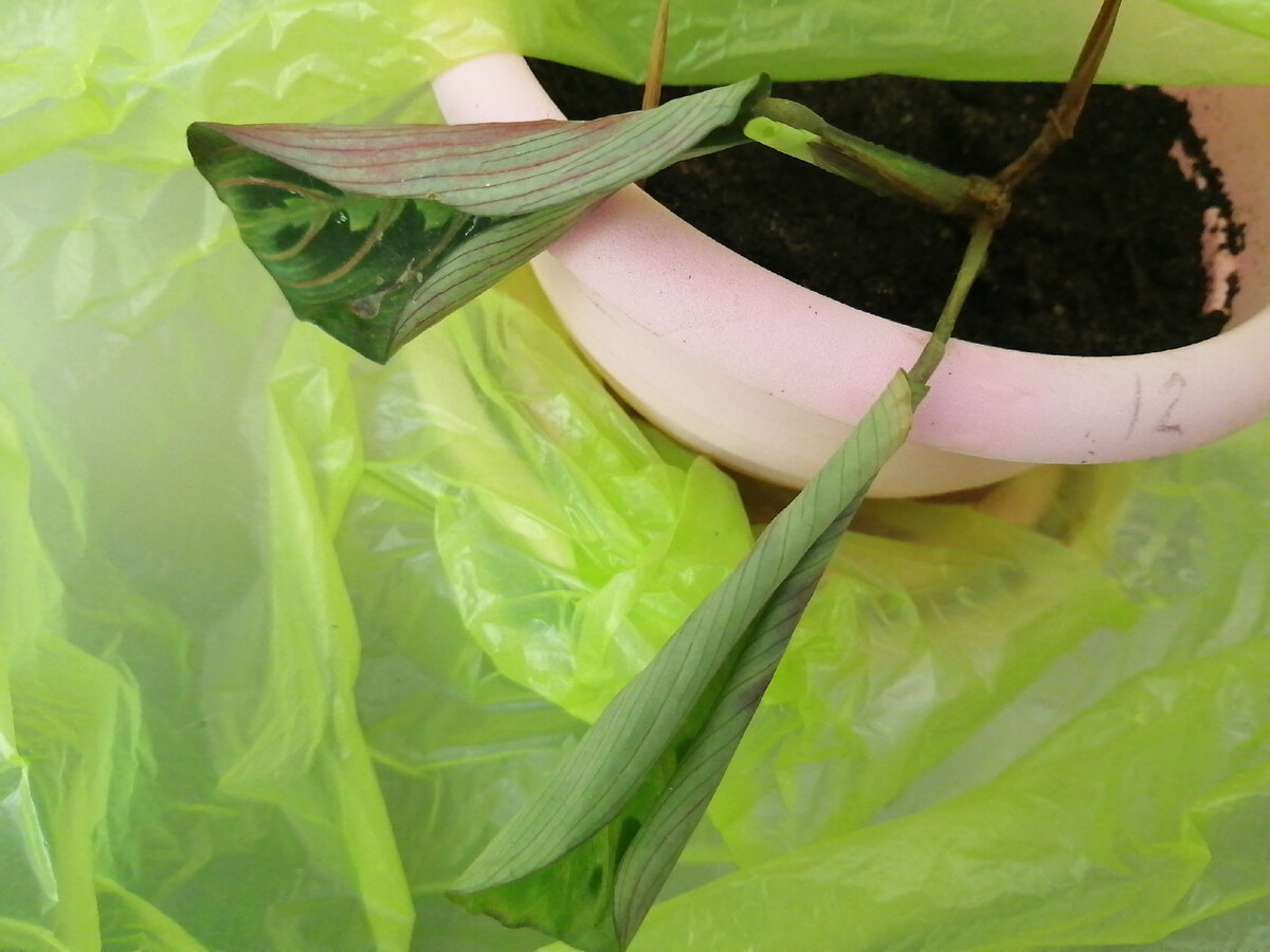 Одна из марант. Листья скручены тоже из-за скозняка 