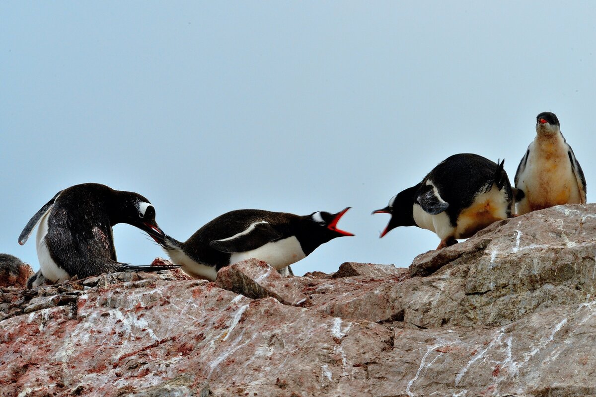     Что такое перспектицид и как он разрушает отношения