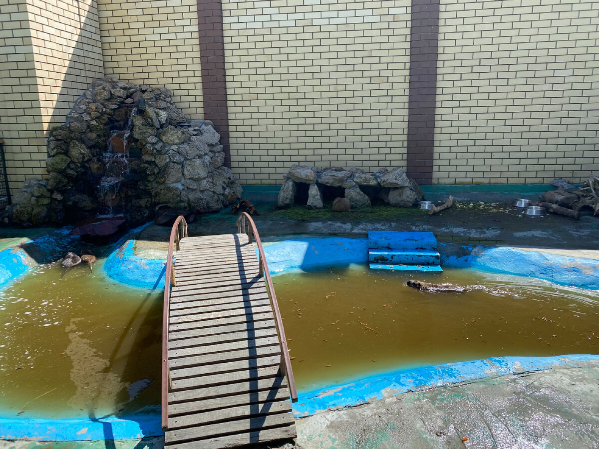 Фото автора. Царство нутрий 