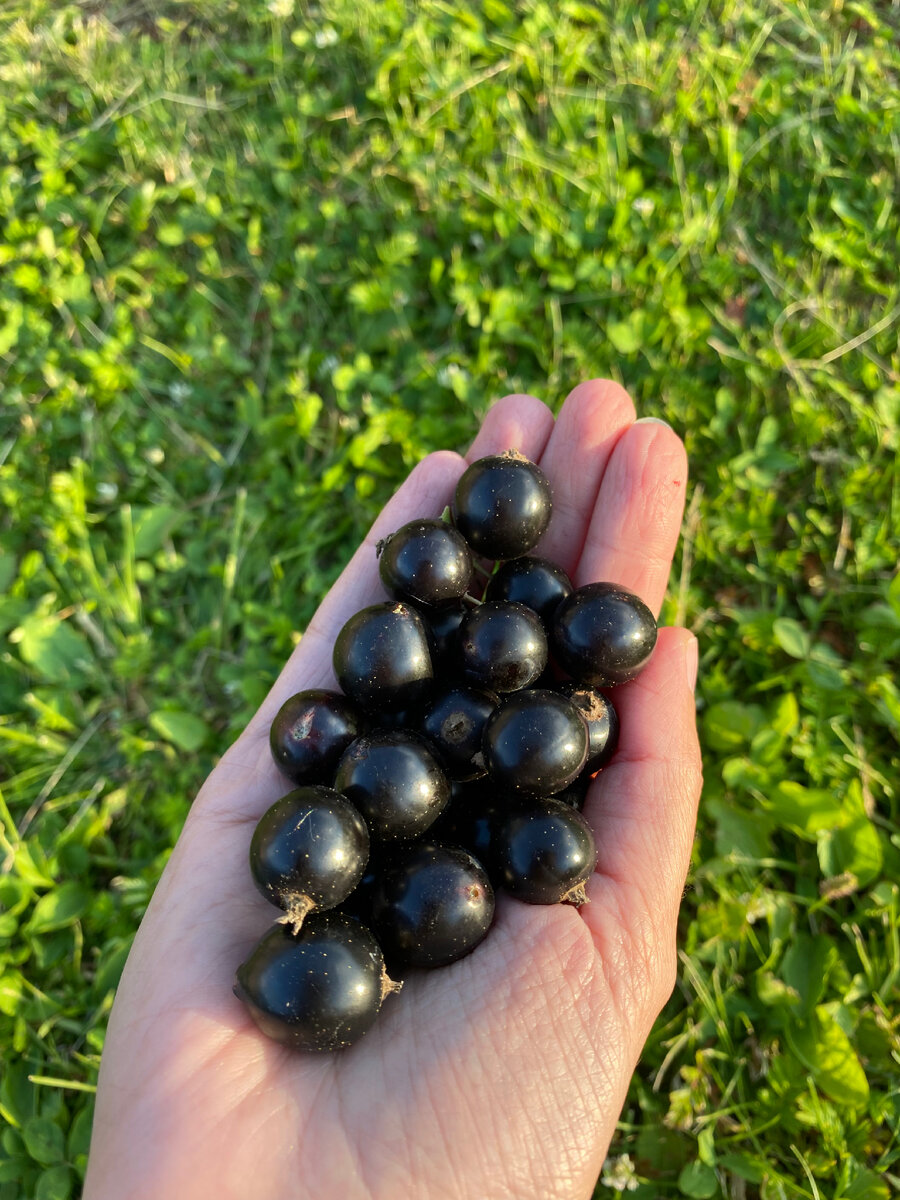 Дары Земные - Таня Кирьянова 