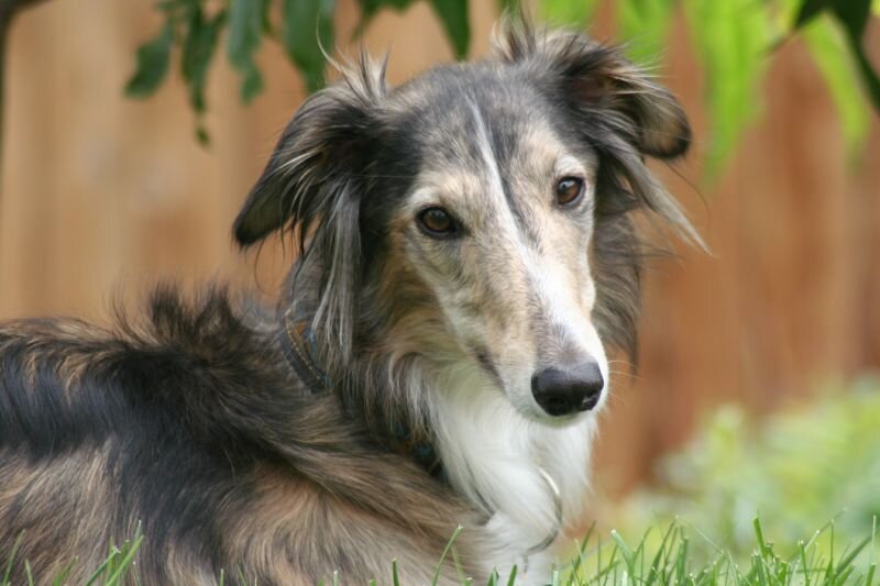 Шелковистый виндхаунд (Фото: https://www.flickr.com/photos/eyena42/183617054/)