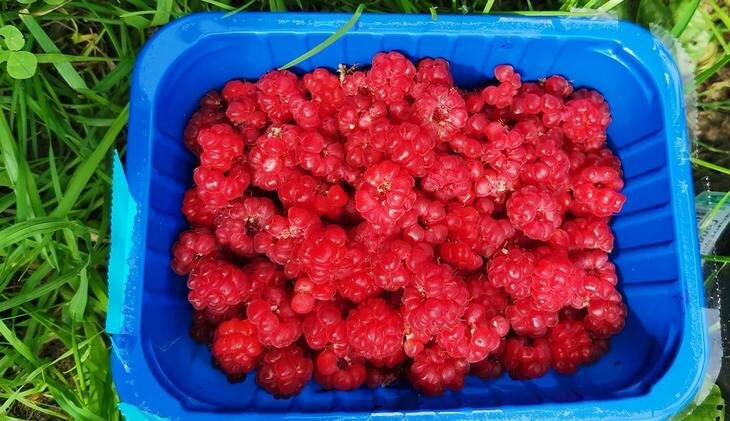    Как избавиться от ос в малиннике от репеллентной станции до фальшивого гнезда