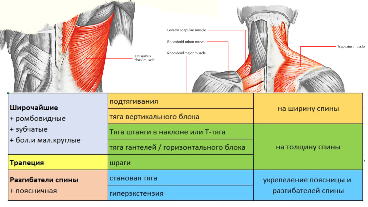 Мышцы спины схема. Глубина мышц. Упражнения для глубины мышц спины. Как накачать спину в домашних условиях мужчине.