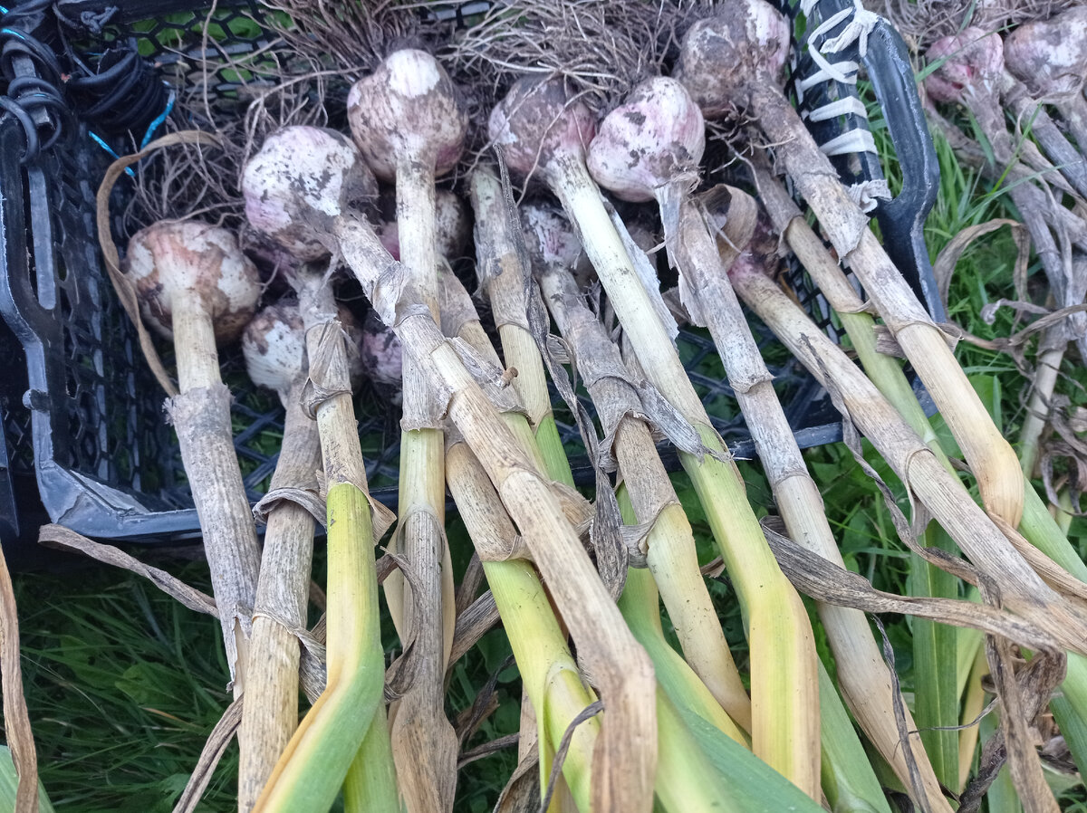 Озимый чеснок уже выкопала