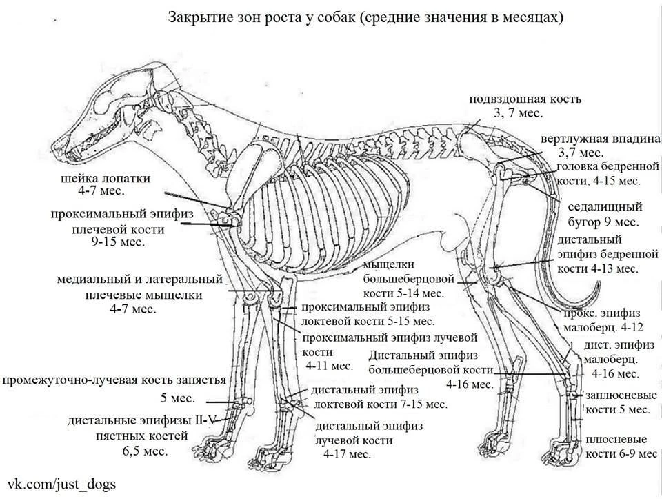 Сумка-переноска 