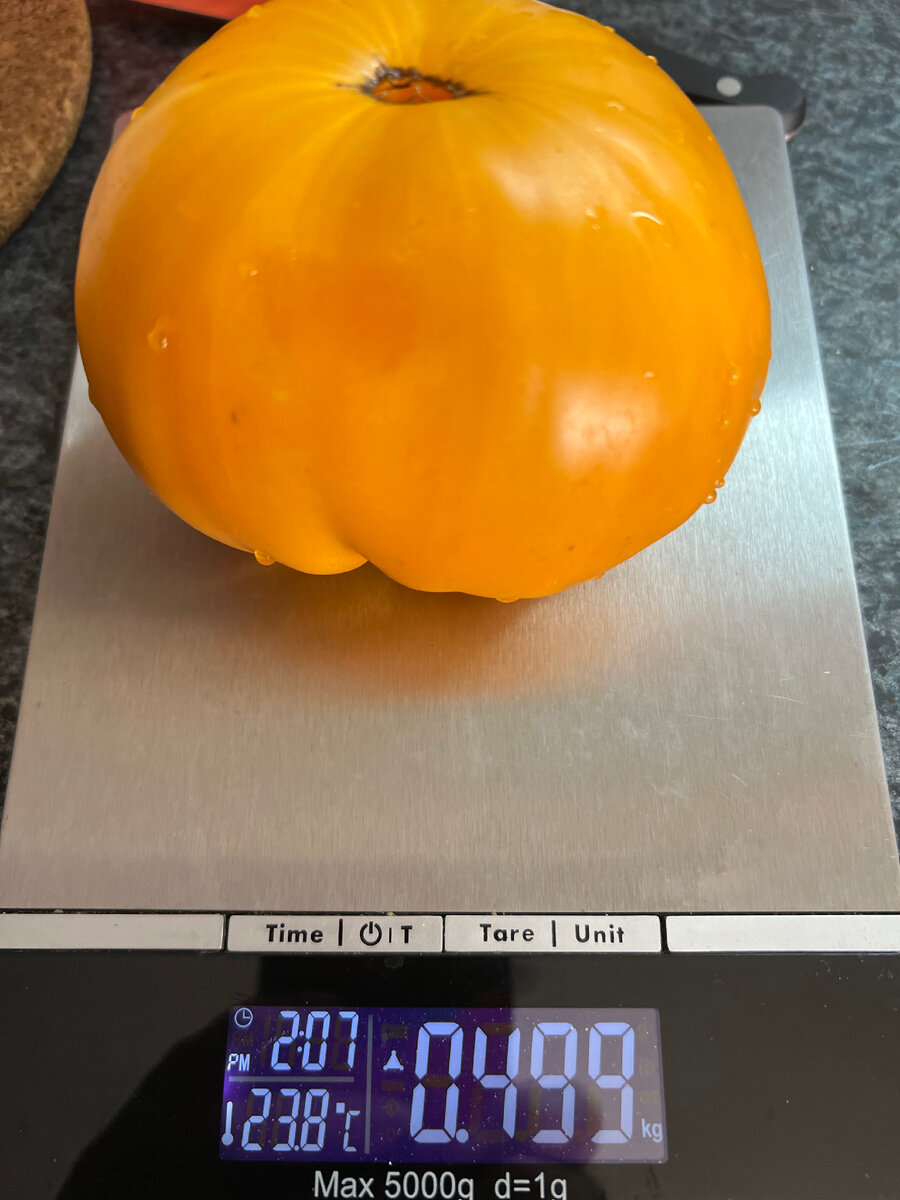 Фото автора. Томат желтый с моего участка. Сорт-«бабушкин»