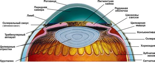 Трабекулы в глазах.
