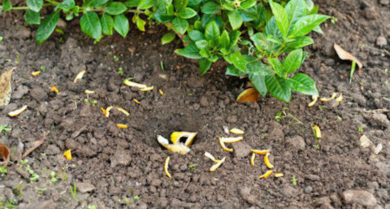 С празднования Нового года начинайте копить в доме мандариновые и апельсиновые корки - те пригодятся на огороде! Фото https://vk.com.