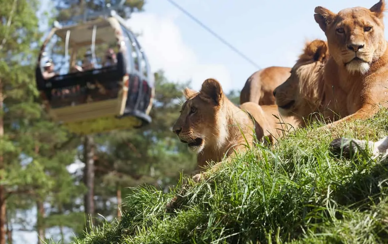 Я сама была давно. Фото сделанные на мыльницу, поэтому воспользовалась фотографиями из интернета