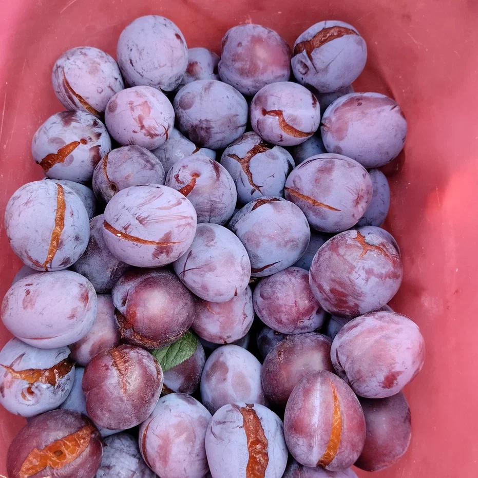 Слива с трещинами пойдет в сок