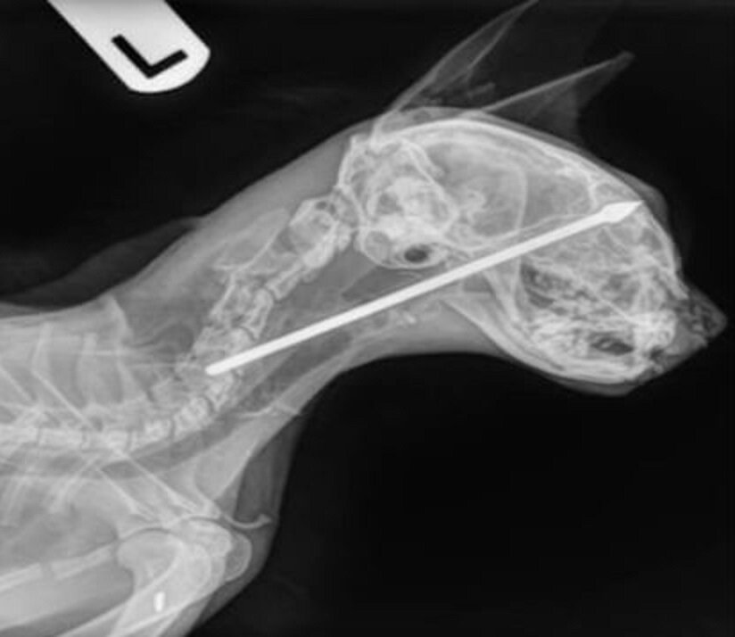 Источник фото: https://meowpost.me/abandoned-cat-visits-vet-but-then-they-take-an-x-ray-and-make-horrifying-discovery-seriously/