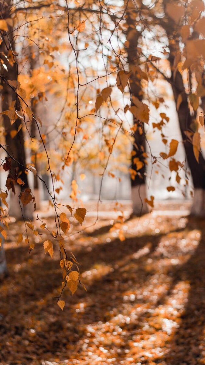 Осень. Источник https://t.me/giffkaaaa