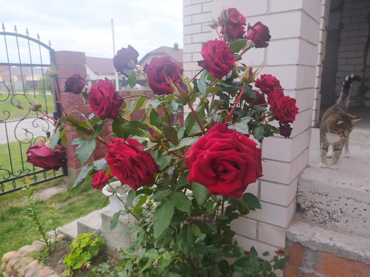 25 сентября. Разве можно удалить такую красоту?
