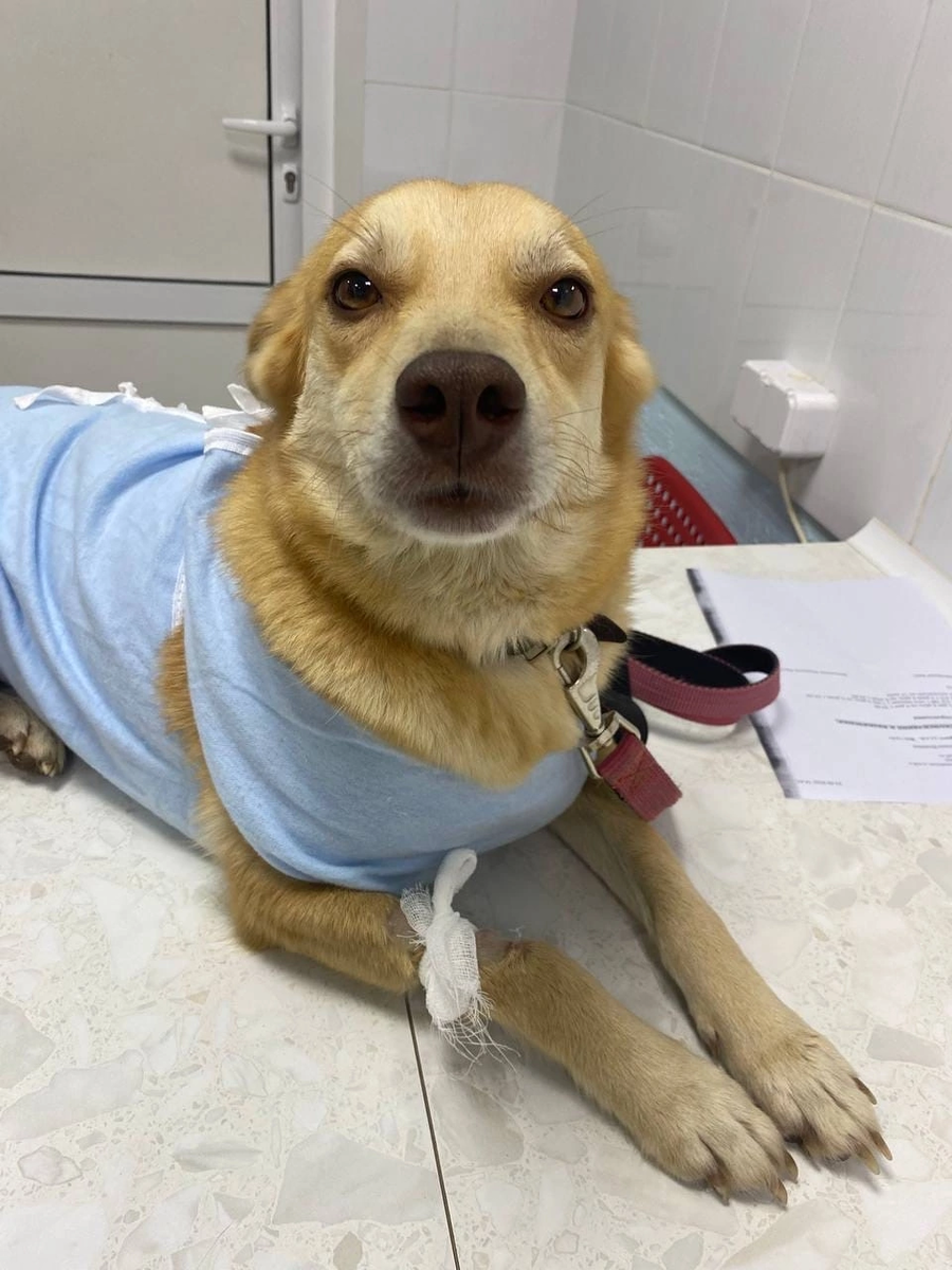 #муром #собака #доброта #добрыедела #зоозащита 