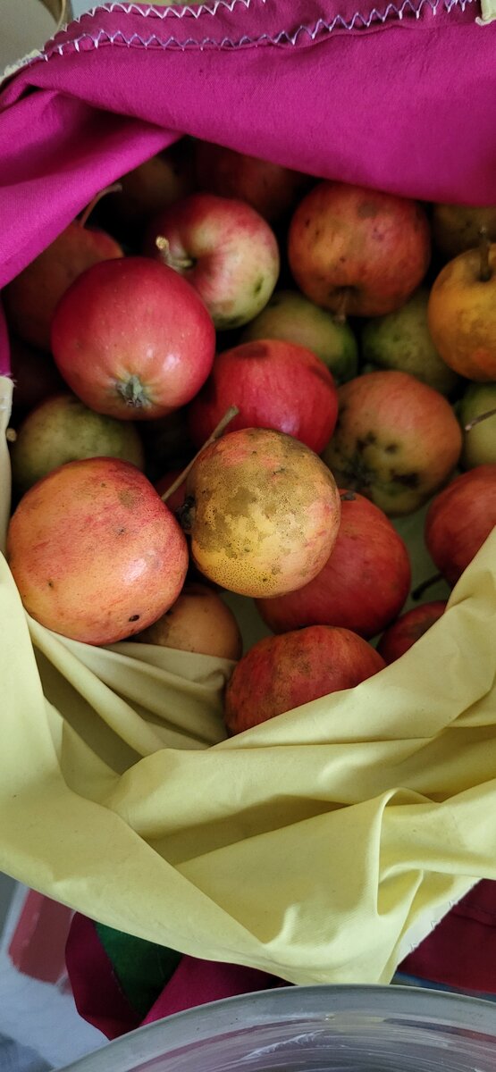 Вообще яблоки не люблю, но когда висят, нужно взять🤣