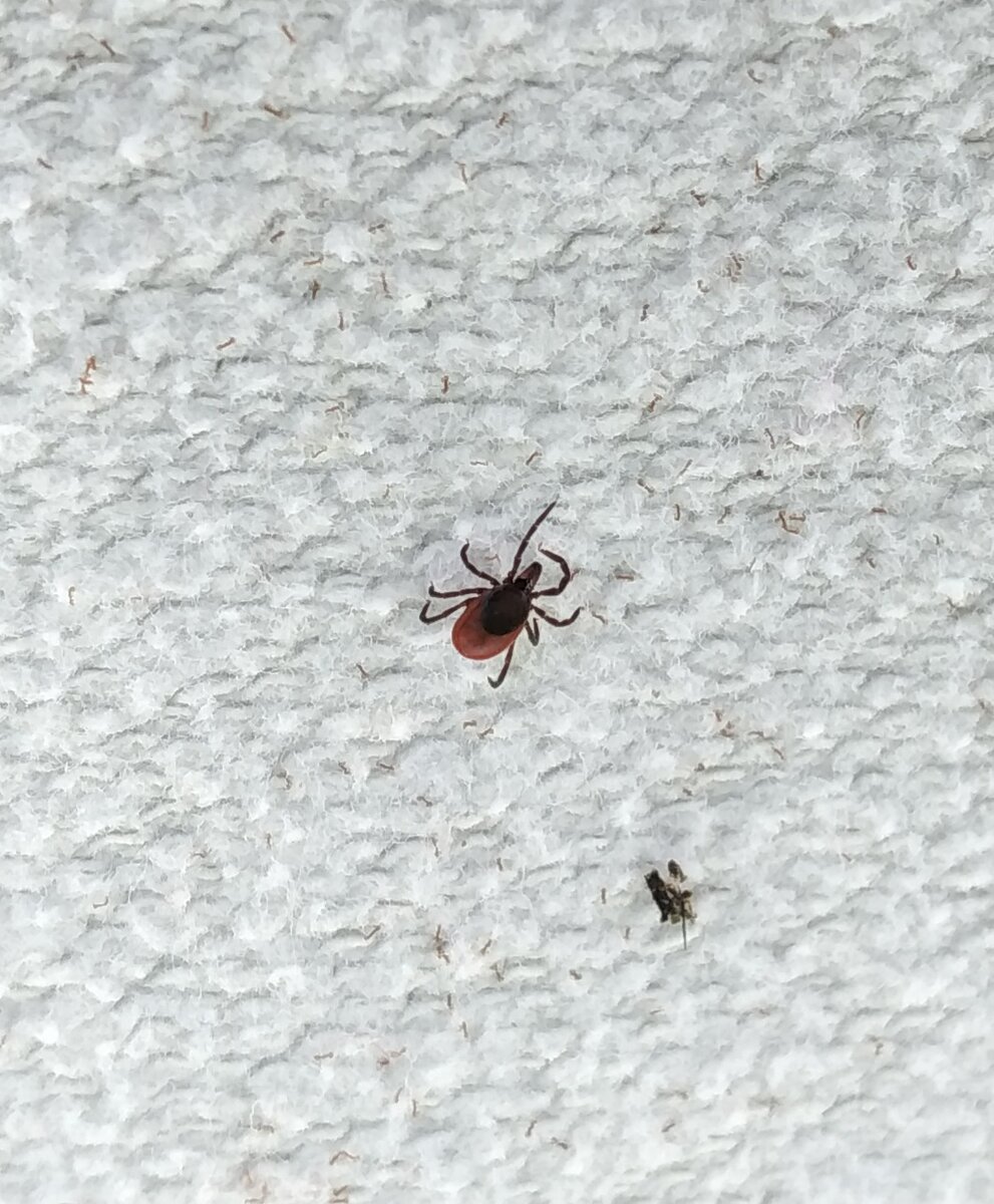 Таежный клещ (Ixodes persulcatus). Фото Е. П. Чертковой