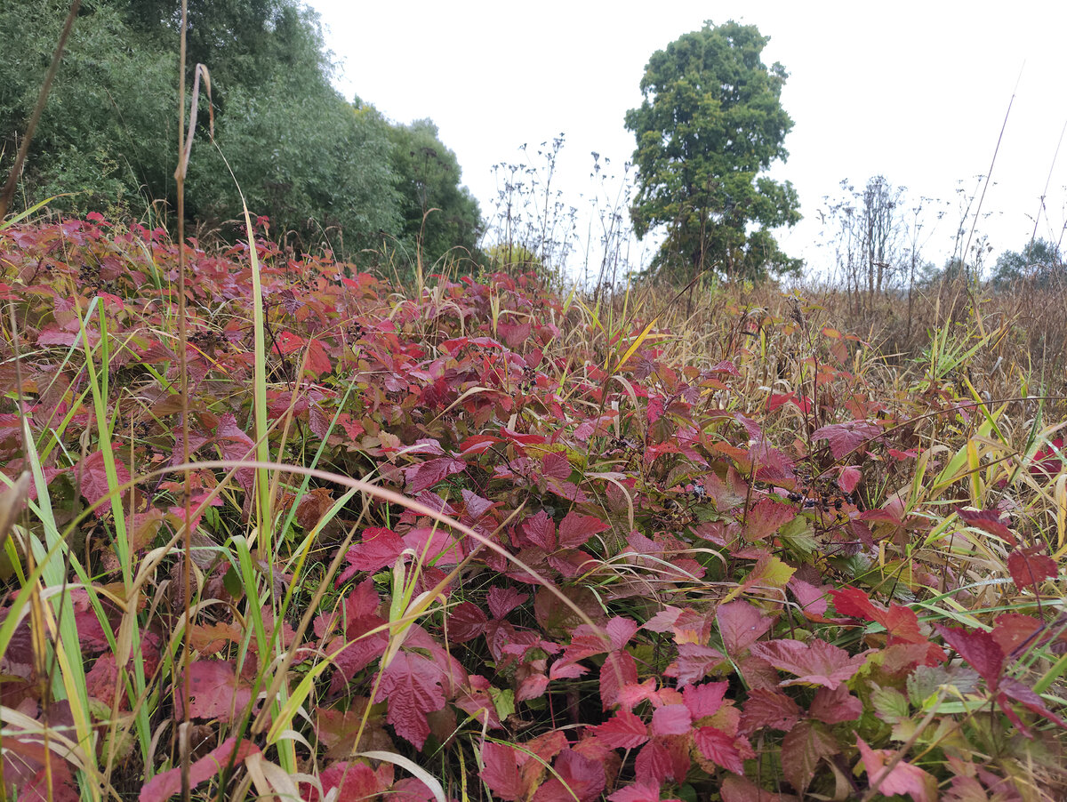 Яна Левашова ©