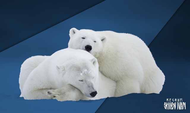    Арктика. Белые медведи Иван Шилов © ИА REGNUM
