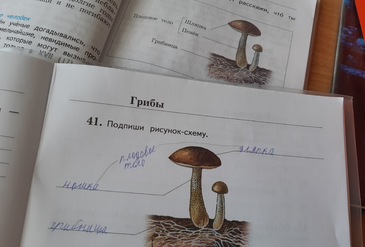 Страницы учебника и ТПО Окружающий мир 3 класс 1 часть
