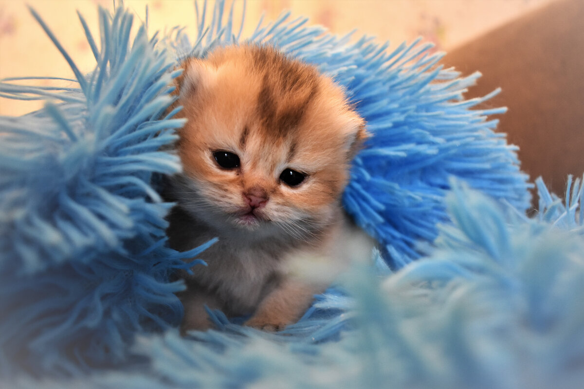 Family of Golden Kittens