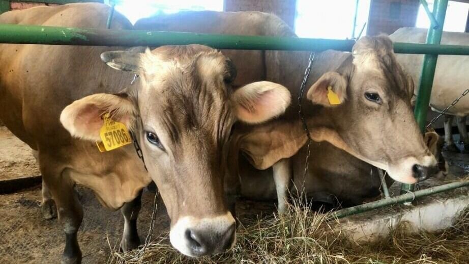     Местные фермеры проходят обучение технике искусственного осеменения. Теорию и практику преподают специалисты из Красноярского края.