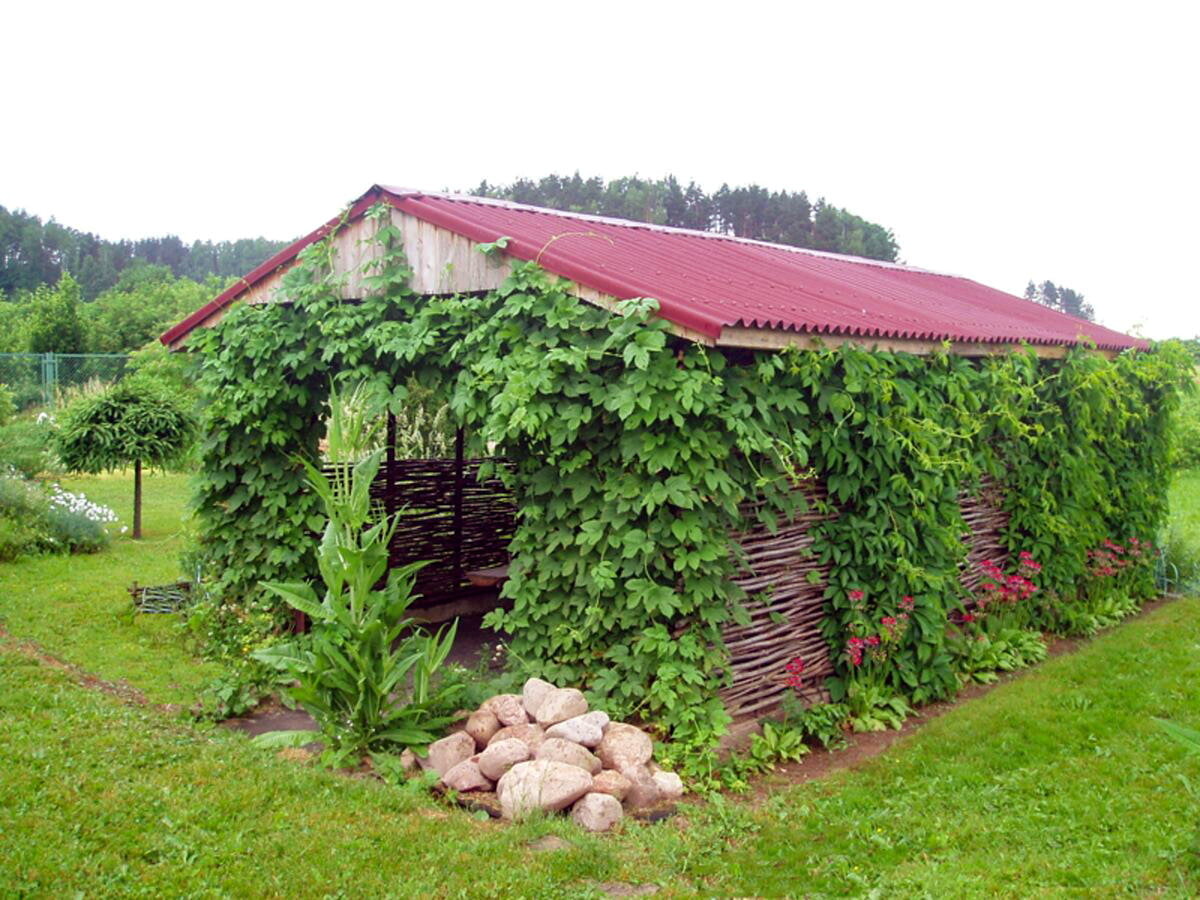 Виноград на перголе фото