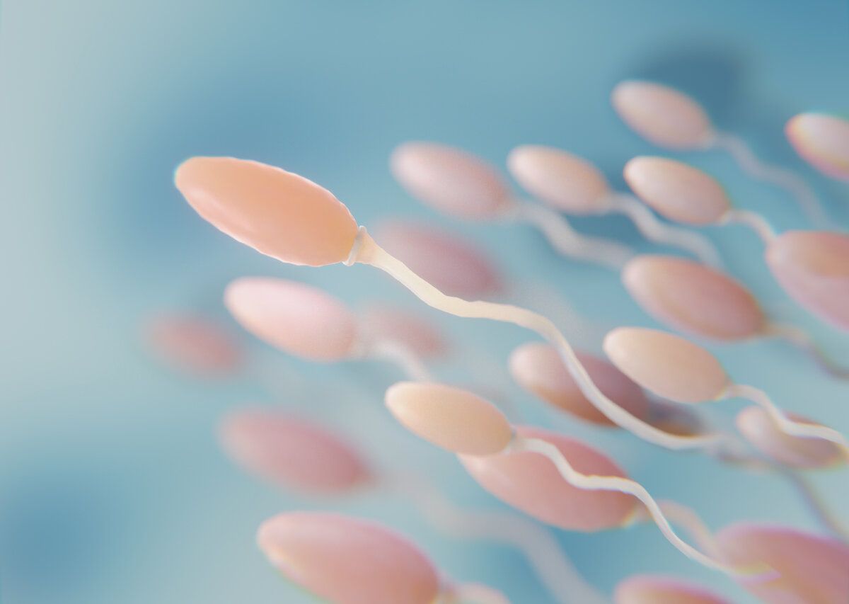 Продолжительность жизни сперматозоидов