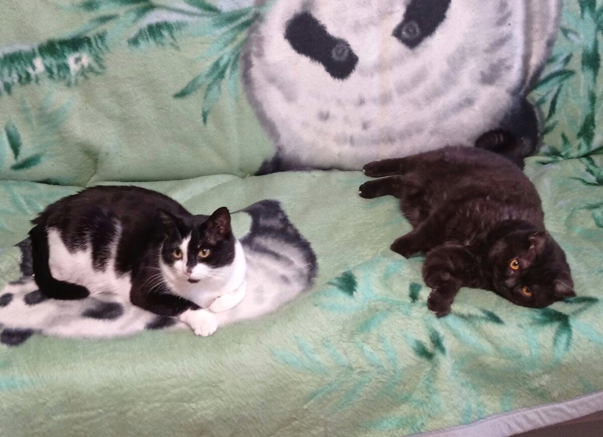 Альфа-Геральт и альфа-Кошкинья, дайте поправить покрывало? - Неть) 