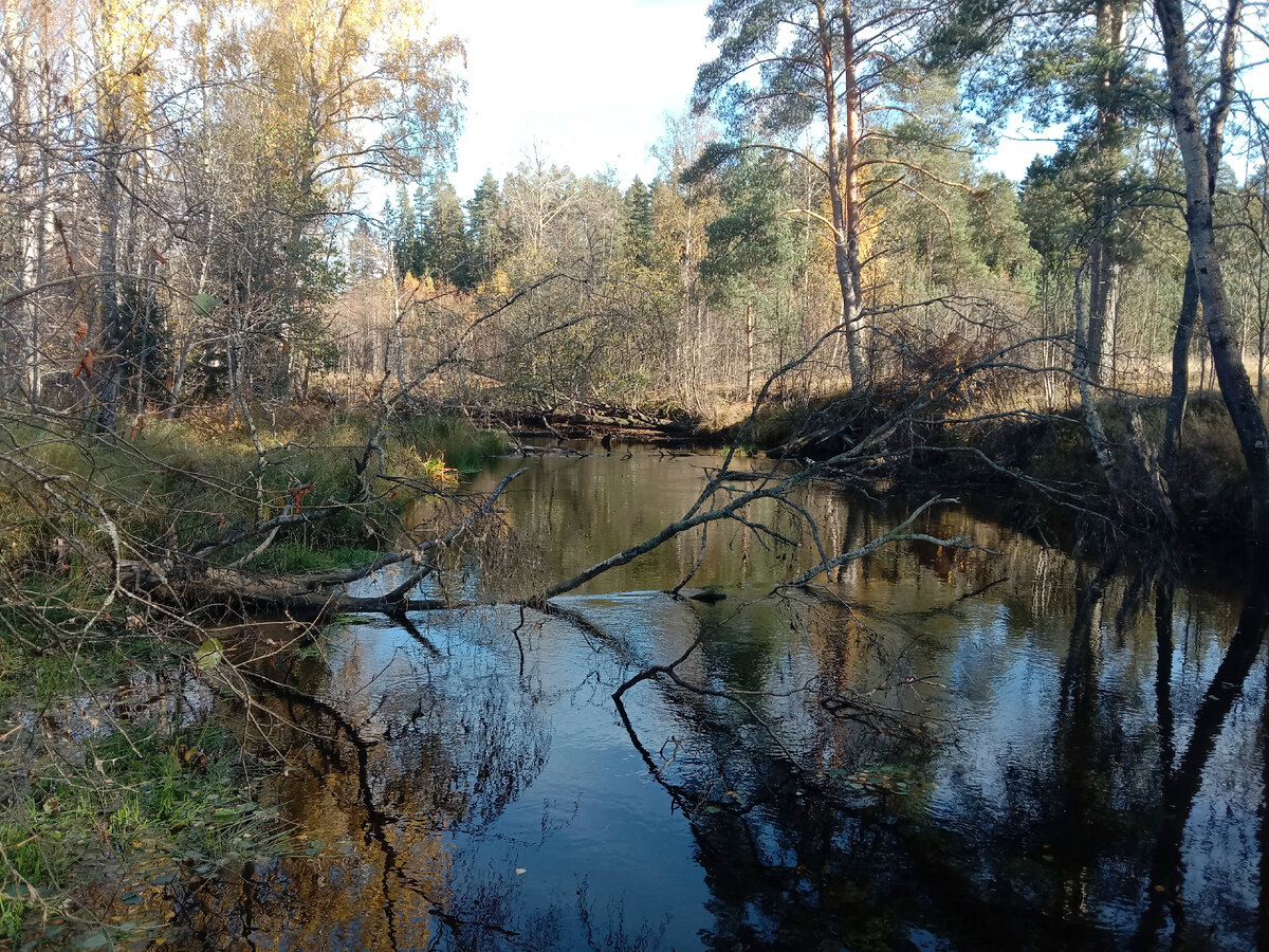Ну вот, между делом, пока нахожусь в городе, получилось выбраться на одну небольшую лесную речку в Ленинградской области.